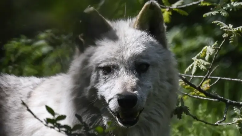 صورة - أوّل حالة مؤكدة.. حيوان هجين يجمع بين الذئب والكلب