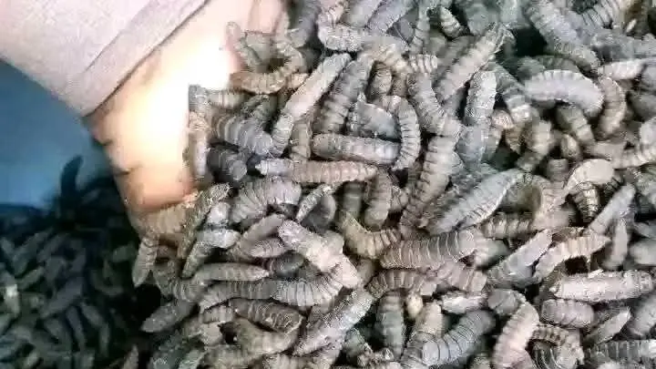 مهنة غير متوقعة لطبيب سابق.. ما علاقة الذباب؟