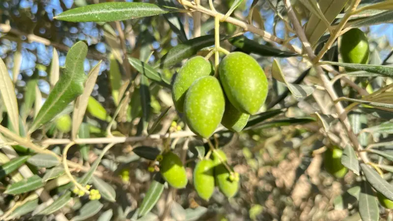 فيديو - الأردن.. معصرة زيتون حجرية تحافظ على إرث عمره 90 عاما