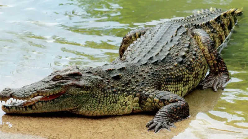 فيديو- لأول مرة ظهور تمساح في الأردن.. افترس خروفًا وأثار الذعر