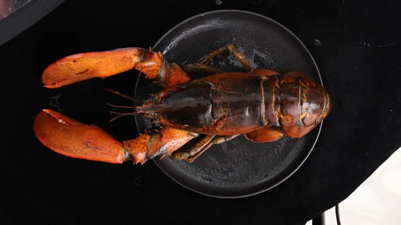 الكركند في خطر.. الحرارة تهدّد عمود الاقتصاد البحري