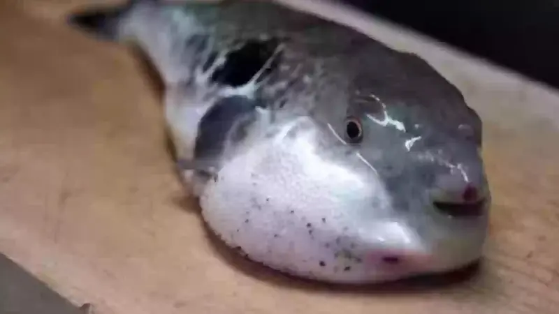 أضرار سمكة الأرنب.. احذر خطر الموت في غضون 30 دقيقة