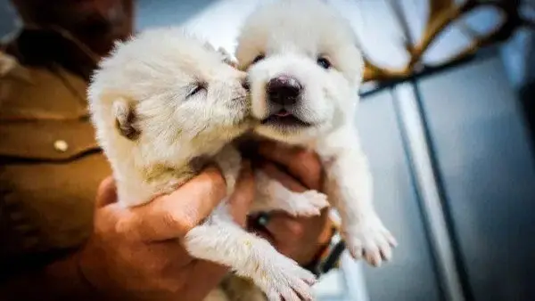 عاد من الانقراض بعد 12 ألف عام.. ما هو الذئب الرهيب؟