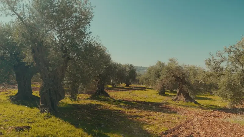 ما هي شجرة المهراس الأردنية بعد انضمامها لقائمة "اليونسكو"؟