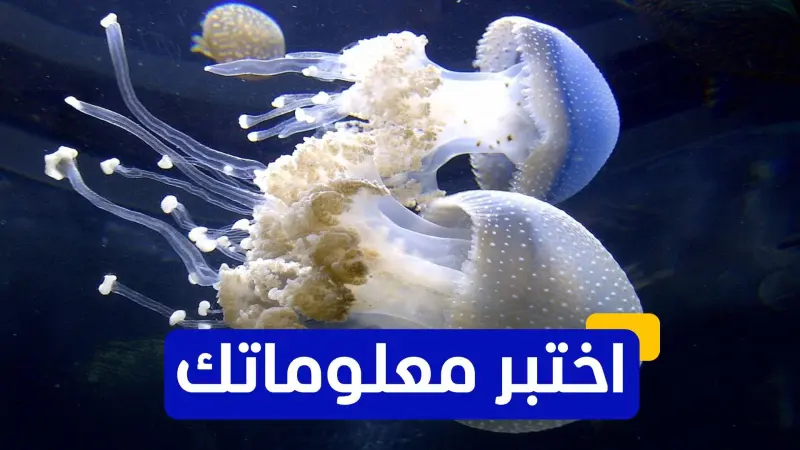 اختبر معلوماتك - ما هو الكائن الذي يمكنه العيش بدون دماغ؟