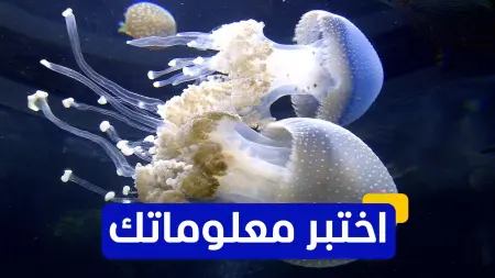 related_news_inside_blogsاختبر معلوماتك - ما هو الكائن الذي يمكنه العيش بدون دماغ؟