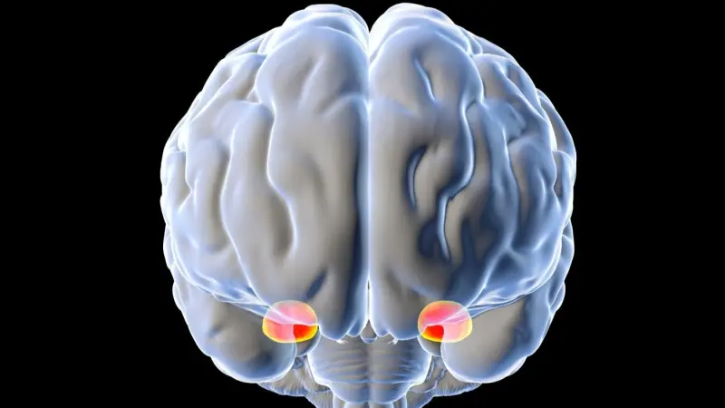 تقرير: مركز الخوف في الدماغ يعمل كمنسق للقرارات
