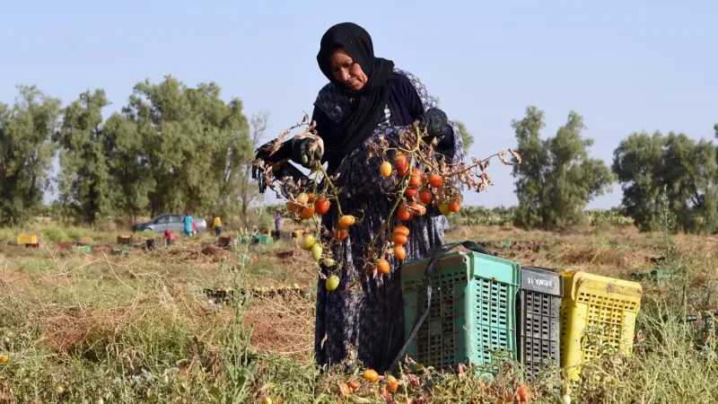 فيديو - تونس.. امتلاء سد الضاحية الجنوبية بنسبة 100% بعد موسم الأمطار