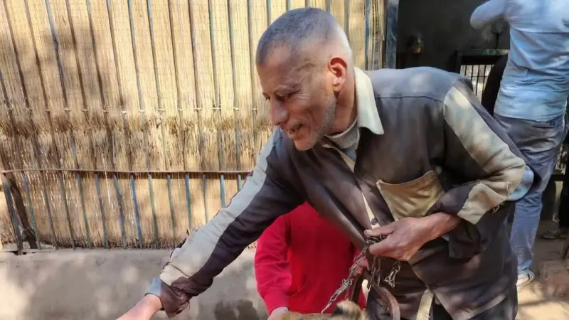 فيديو - أسد يلتهم حارسه في حديقة حيوان بمصر