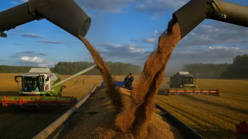 بوتين يفي بوعده بتسليم الحبوب مجانا إلى 6 دول إفريقية