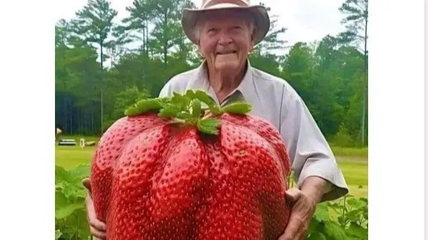 صور - أكبر ثمرة فراولة في العالم.. ما حقيقتها؟