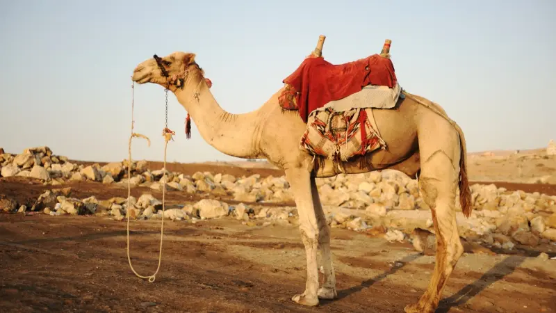 حليب الإبل.. ما علاقته بالربو؟