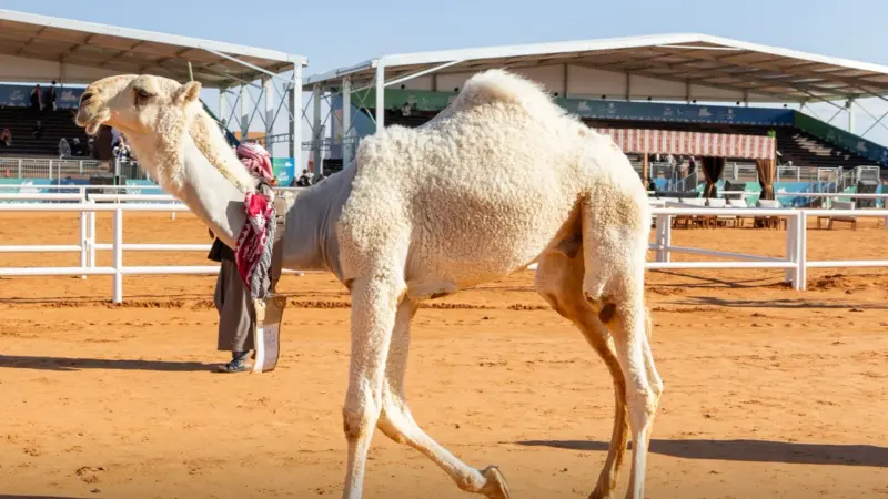 ما سبب تغريم وعقوبة تركي آل حثلين في مهرجان الملك عبد العزيز للإبل؟