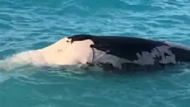 فيديو - مصر.. حيوان بحري غريب يُثير الذعر في الساحل الشمالي