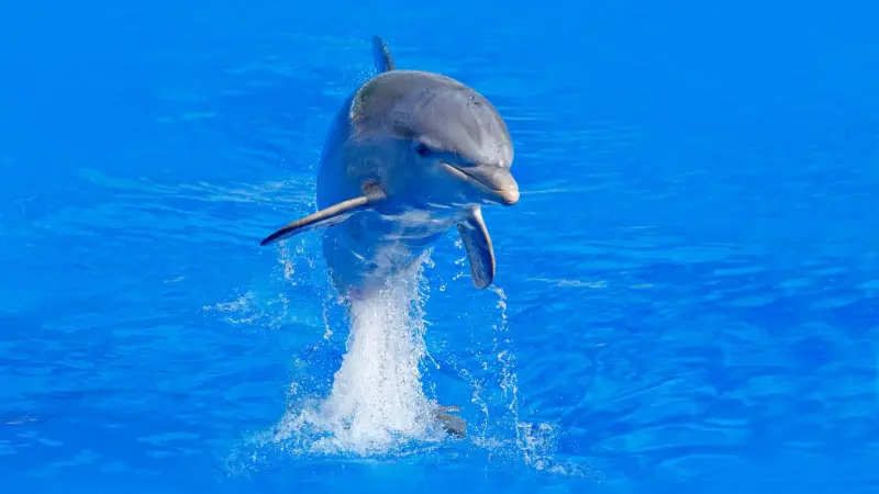حيلة ذكية من الدلافين في أستراليا لصيد الأسماك