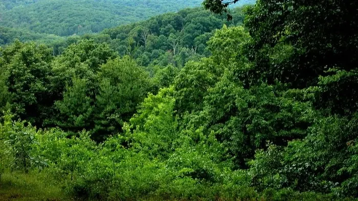فيديو من الجو يوثّق لحظات العثور على طفل ضاع في الغابة في أوهايو