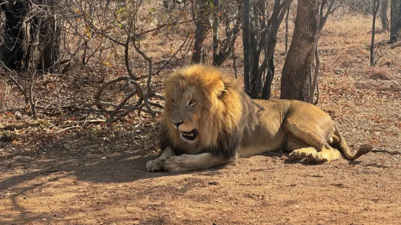 مقطع فيديو لليبي يطلق أسدا على عامل مصري يثير غضبا على مواقع التواصل