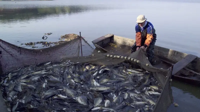 ترتيب الدول العربية من حيث الثروة السمكية.. مصر تتصدر