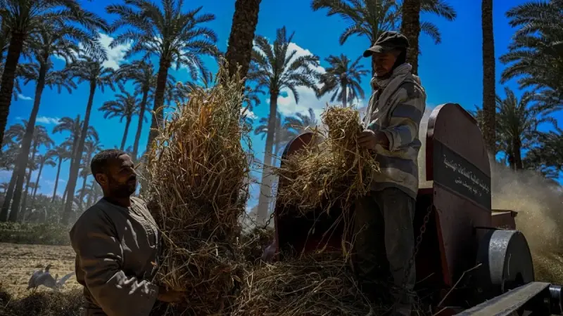 الحكومة المصرية تشتري 4.5 ملايين طن من القمح المحلي