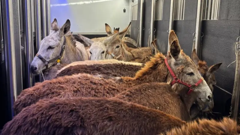 سقطة قانونية وأخلاقية.. إسرائيل تهرب حمير غزة بسبب معاناتهم النفسية