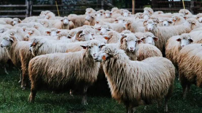 أسعار الأضاحي 2026 مع اقتراب العيد الكبير.. ارتفاعات مستمرة وترقب في الأسواق