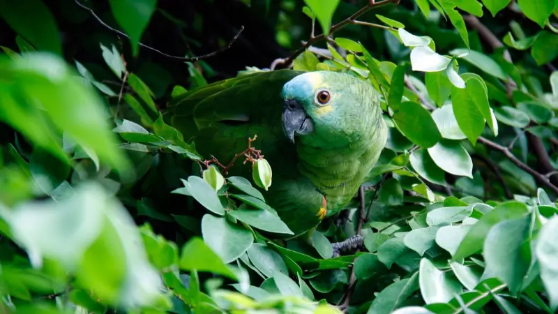 خطة برازيلية بقيمة 125 مليار دولار لحماية الغابات الاستوائية