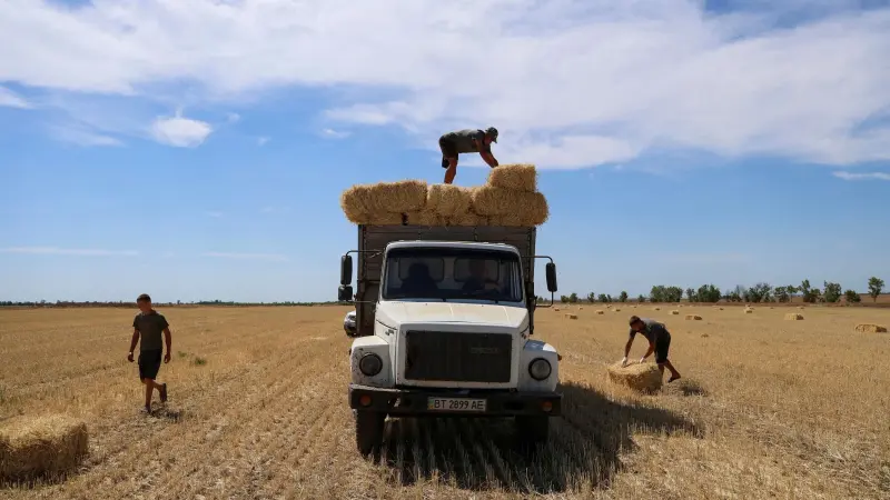 الجزائر تشتري 50 ألف طن من القمح في مناقصة