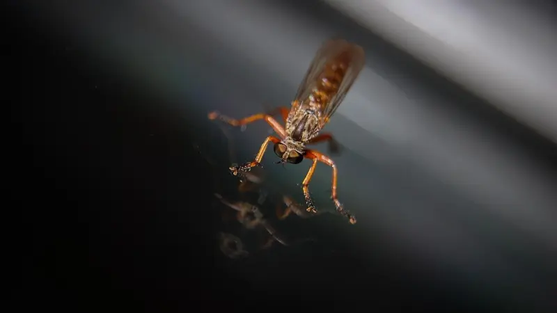 تقنية متطورة.. هكذا يختار البعوض ضحاياه