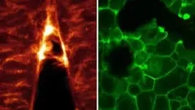لأول مرة.. دراسة جديدة قد تحلّ "لغز" التطور البشري