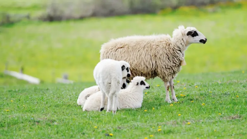 مرض اللسان الأزرق يقلق الصين.. ما خطورته؟