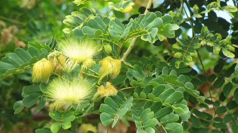 شجرة تُبشر بوقف انتشار خلايا سرطان الثدي