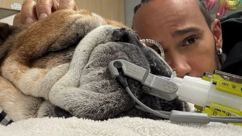 بسبب مرض كلبه.. لويس هاميلتون ينسحب من اختبار إطارات فورمولا 1