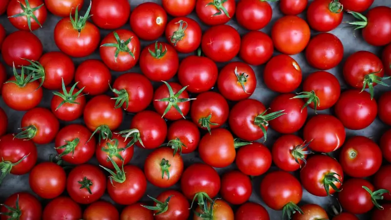 علاقة غريبة بين الطماطم والبطاطس عمرها 9 ملايين سنة