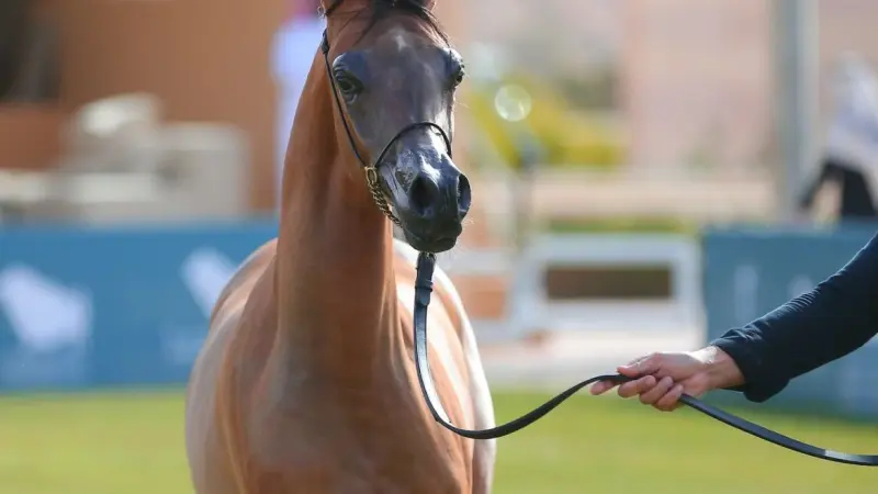 تأجيل محطة الرياض من جولة الجياد العربية