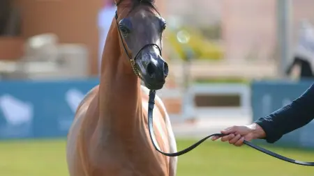 related_news_inside_blogsتأجيل محطة الرياض من جولة الجياد العربية