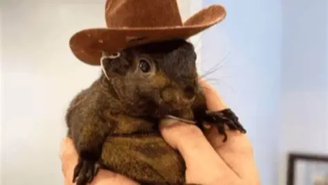 رحلة السنجاب "بينَت" مع النجومية على "إنستغرام" انتهت بالقتل الرحيم