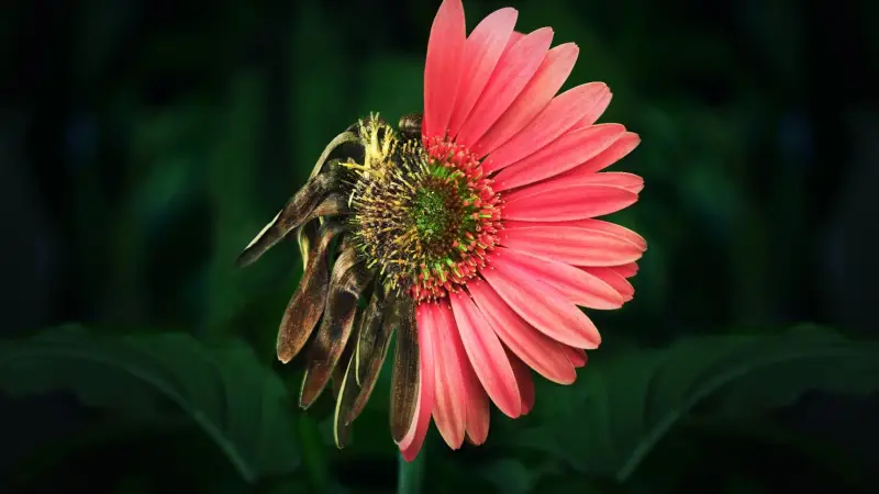 لا أحد يموت من الشيخوخة.. تشريح الجثث يكشف الحقيقة - المشهد
