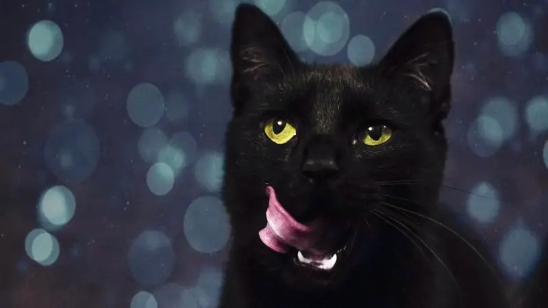 فيروس القطط.. مفتاح لفهم كوفيد طويل الأمد - المشهد