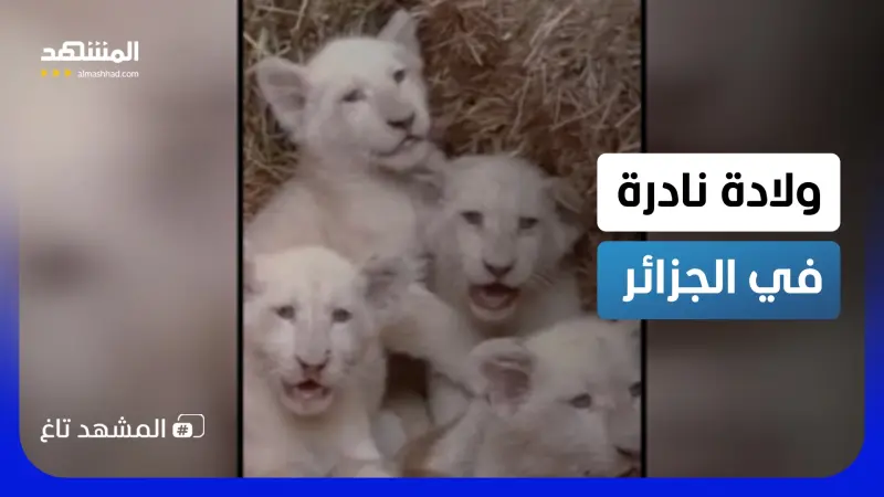 news_suggested_videos_بالفيديو.. ولادة نادرة في الجزائر تشعل السوشيال ميديا 