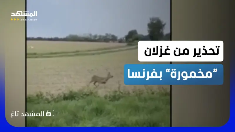 news_suggested_videos_⁠غزلان "سكرانة" تغزو شوارع فرنسا.. والشرطة: لا تقتربوا منها  