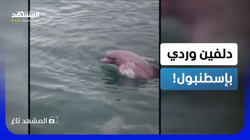 news_suggested_videos_"دولفين وردي" في تركيا وخبراء يكشفون حقيقة الظهور المثير  