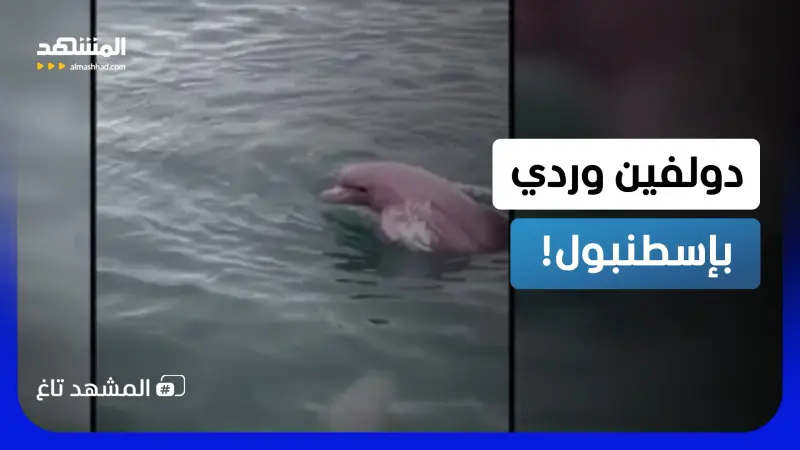 news_suggested_videos_"دولفين وردي" في تركيا وخبراء يكشفون حقيقة الظهور المثير  