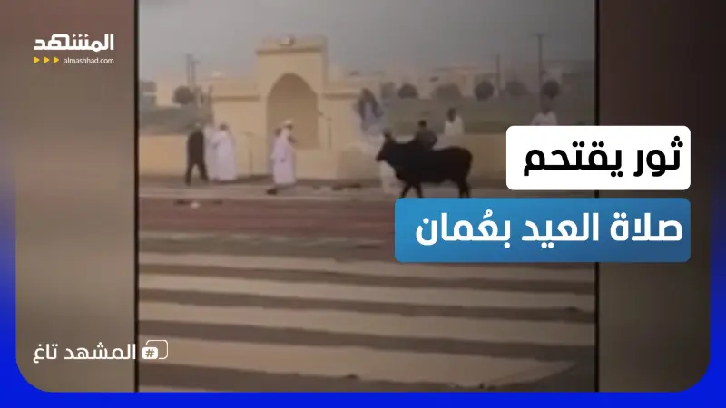 news_suggested_videos_جنون الأضاحي.. ثور يقتحم صلاة العيد وآخر يدمر صالون حلاقة وكبش يقفز في الماء!  