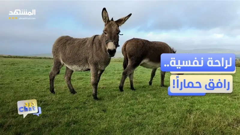 news_suggested_videos_لمواجهة الاكتئاب.. فرنسا تستعين بالحمير