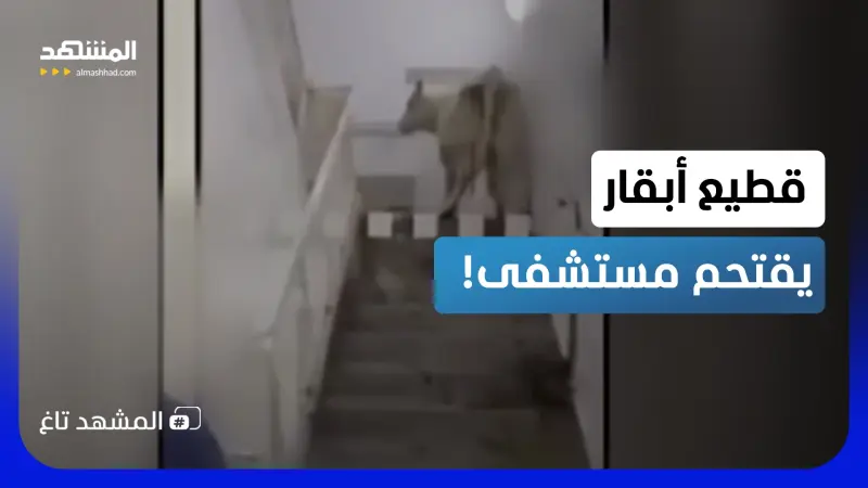 news_suggested_videos_ اقتحام قطيع أبقار لمستشفى بألمانيا.. شاهد صدمة الطاقم الطبي