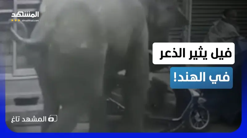 news_suggested_videos_بالفيديو.. فيل يركض ويركب دراجة نارية في الهند؟