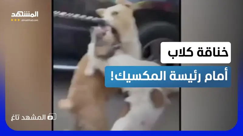 news_suggested_videos_خناقة بين كلبين أمام رئيسة المكسيك والسبب ولا أعجب! 