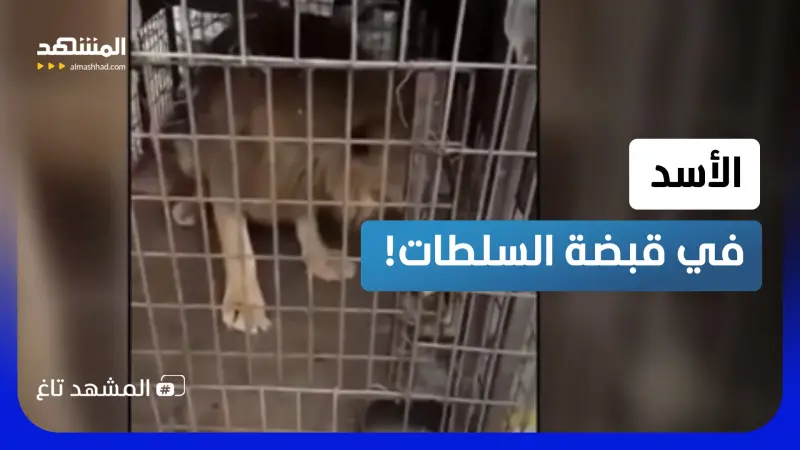 news_suggested_videos_العثور على "الأسد" داخل منزل مهجور.. فيديو صادم يشعل الجدل ونهايته غير متوقعة