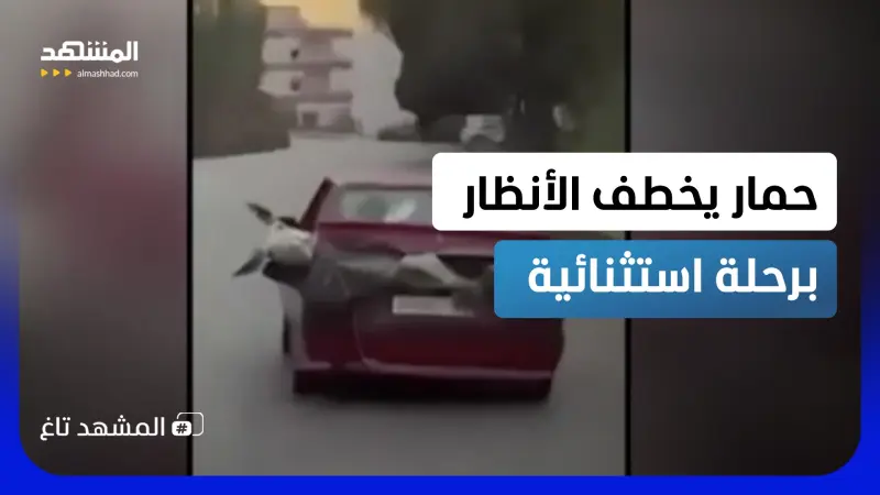 news_suggested_videos_ مشهد لا تراه كل يوم.. حمار "يأخذ توصيلة" داخل صندوق سيارة في لبنان