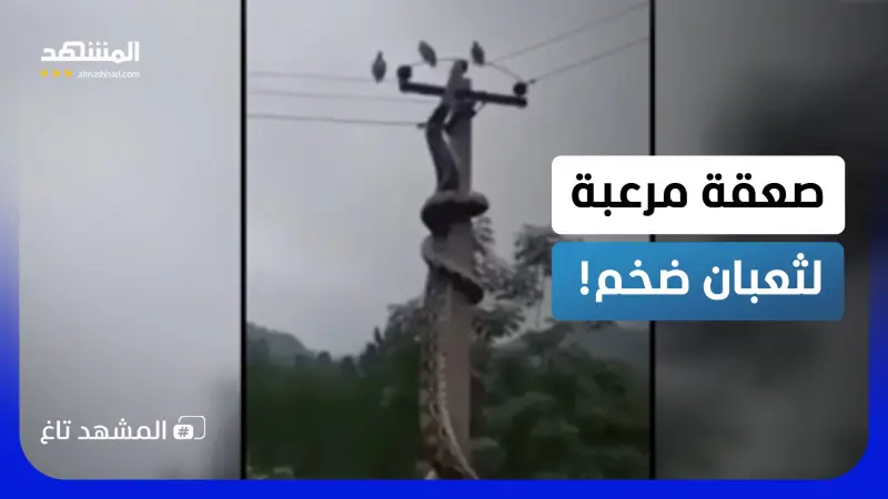 news_suggested_videos_نهاية صادمة لثعبان ضخم.. حاول اصطياد حمامة فصعقته الكهرباء!